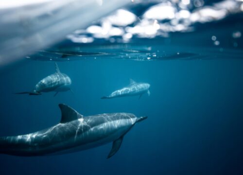 Nager avec les dauphins