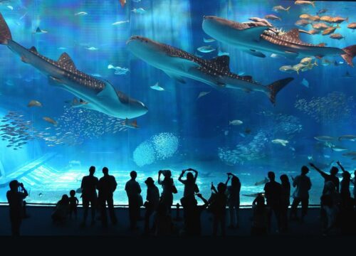 Billet d'entrée au Grand Aquarium d'Hurghada avec transfert privé